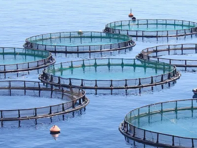 Bioestimulante Anaeróbico